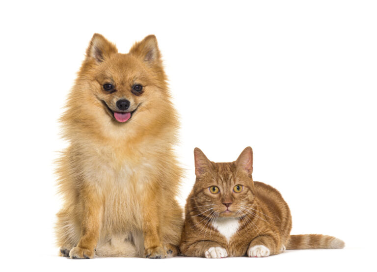Cat and dog together, Spitz and Ginger crossbreed cat, wearing a blue collar and a green bell, isolated on white