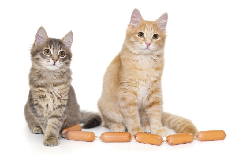 Grey and red kitten and sausages, isolated on a white background
